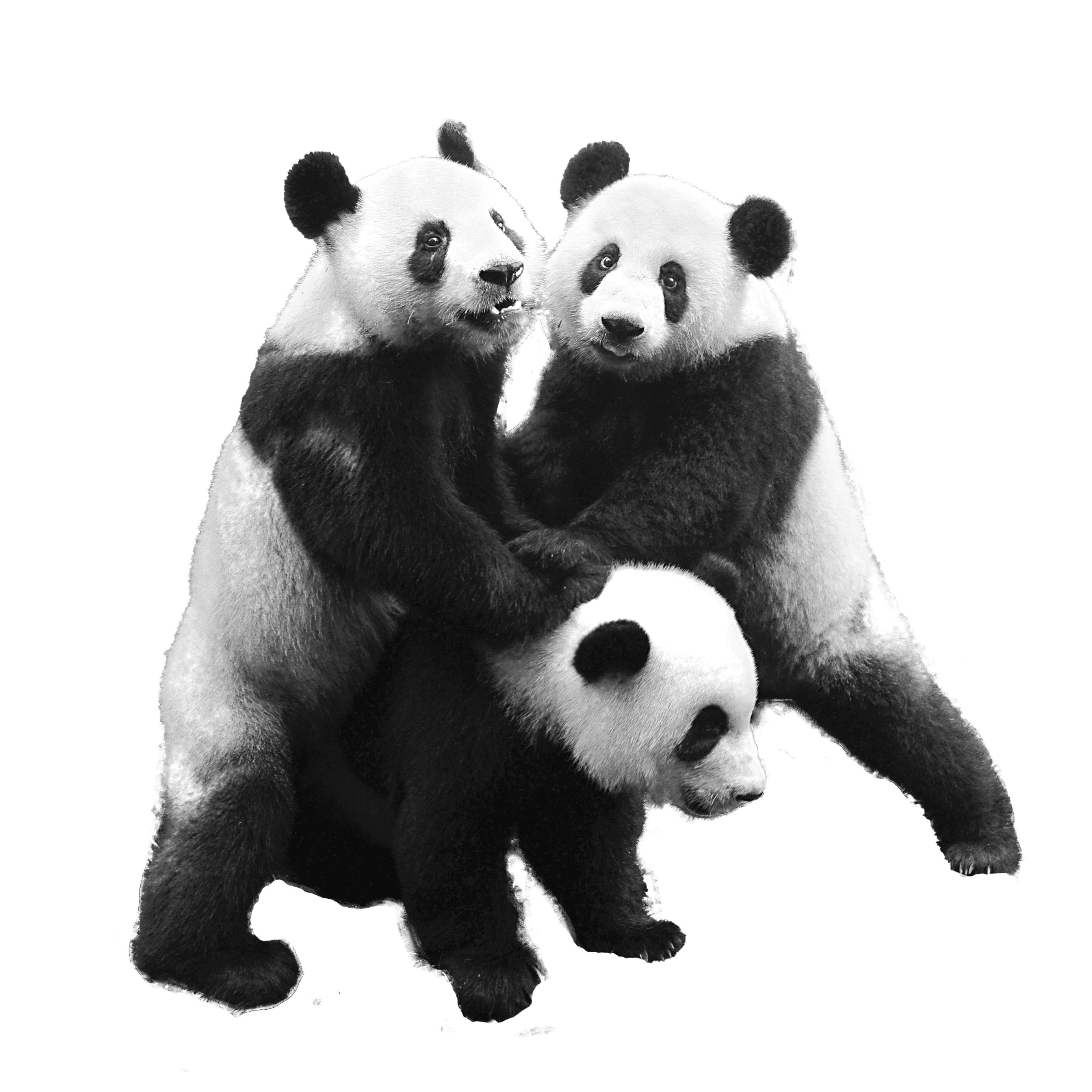 Service Image Pentaclay