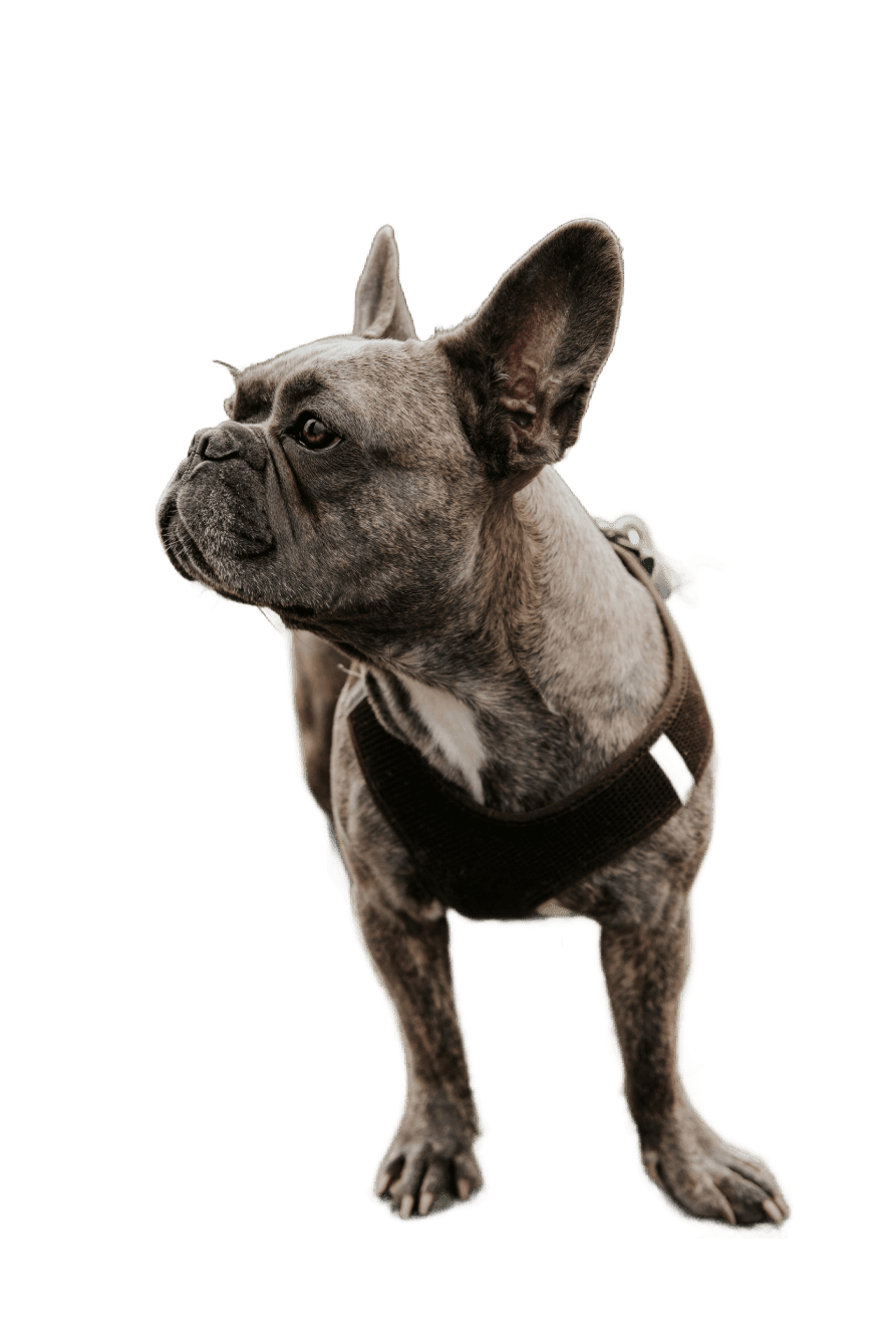 brown and white short coated dog with black leash (Background Removed)
