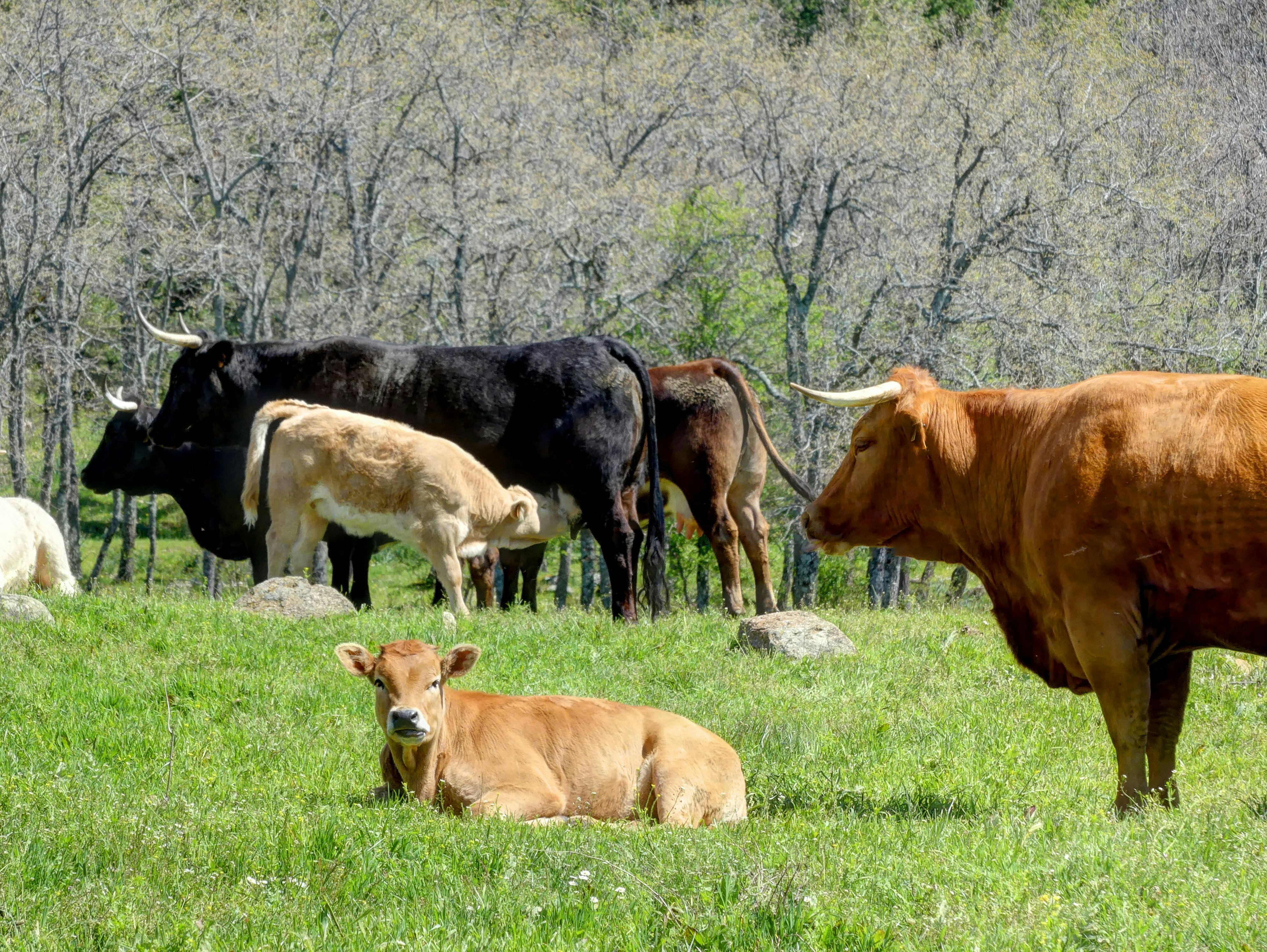 brown and white cow on green grass field during daytime