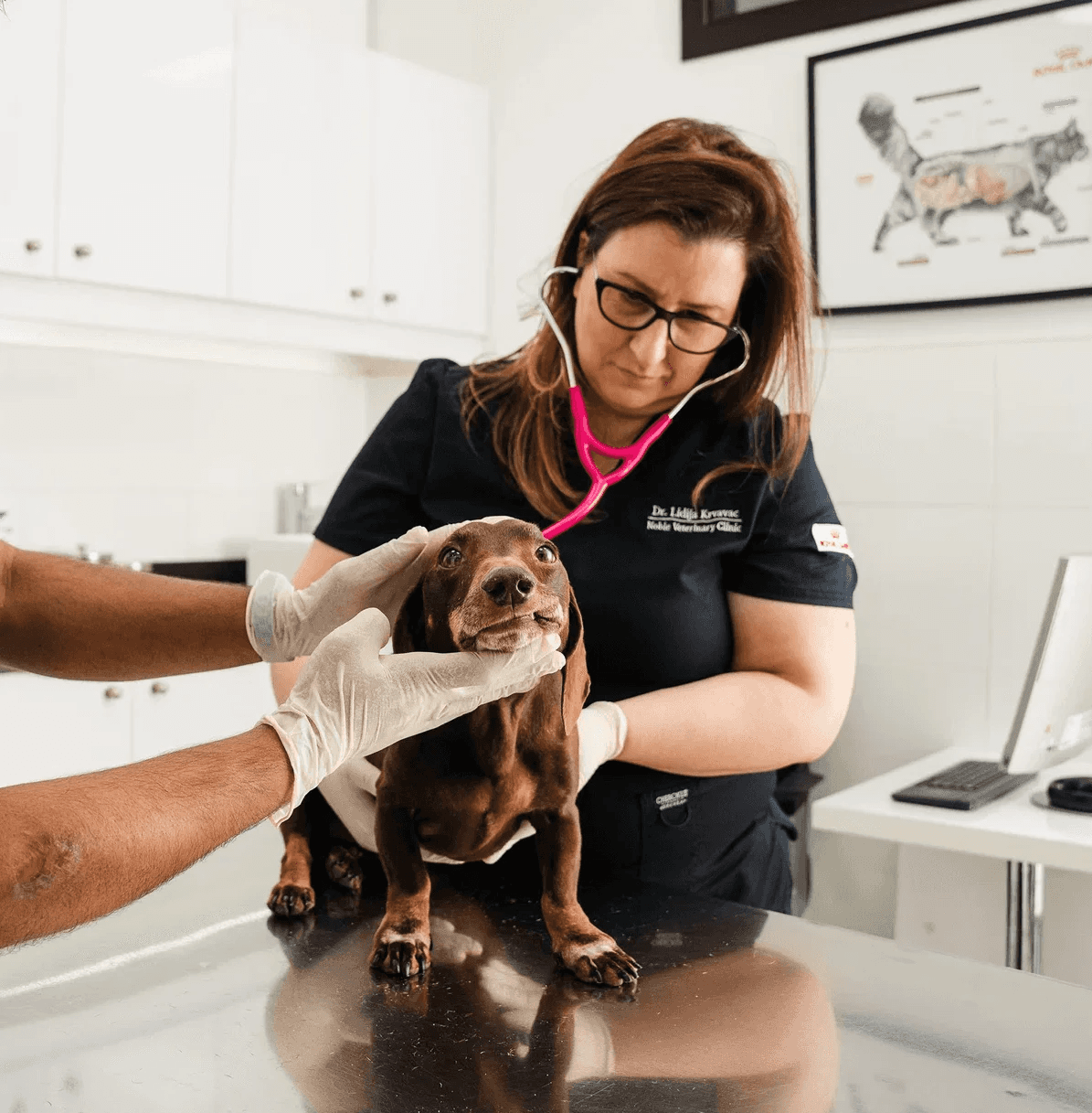 Our professional veterinarian checks a dog for intestinal parasites in our vet clinic’s exam room