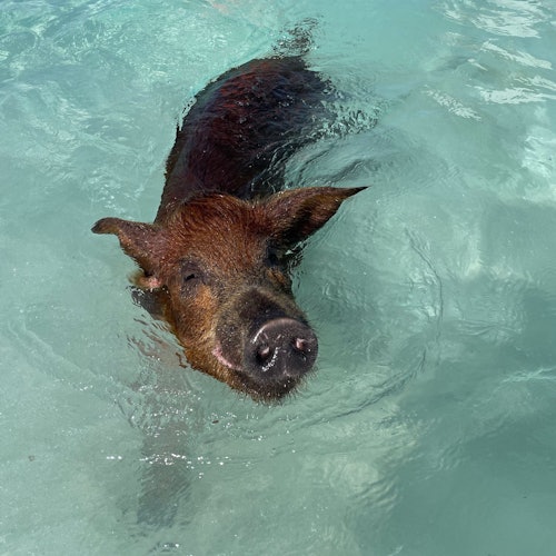 Swimming pig