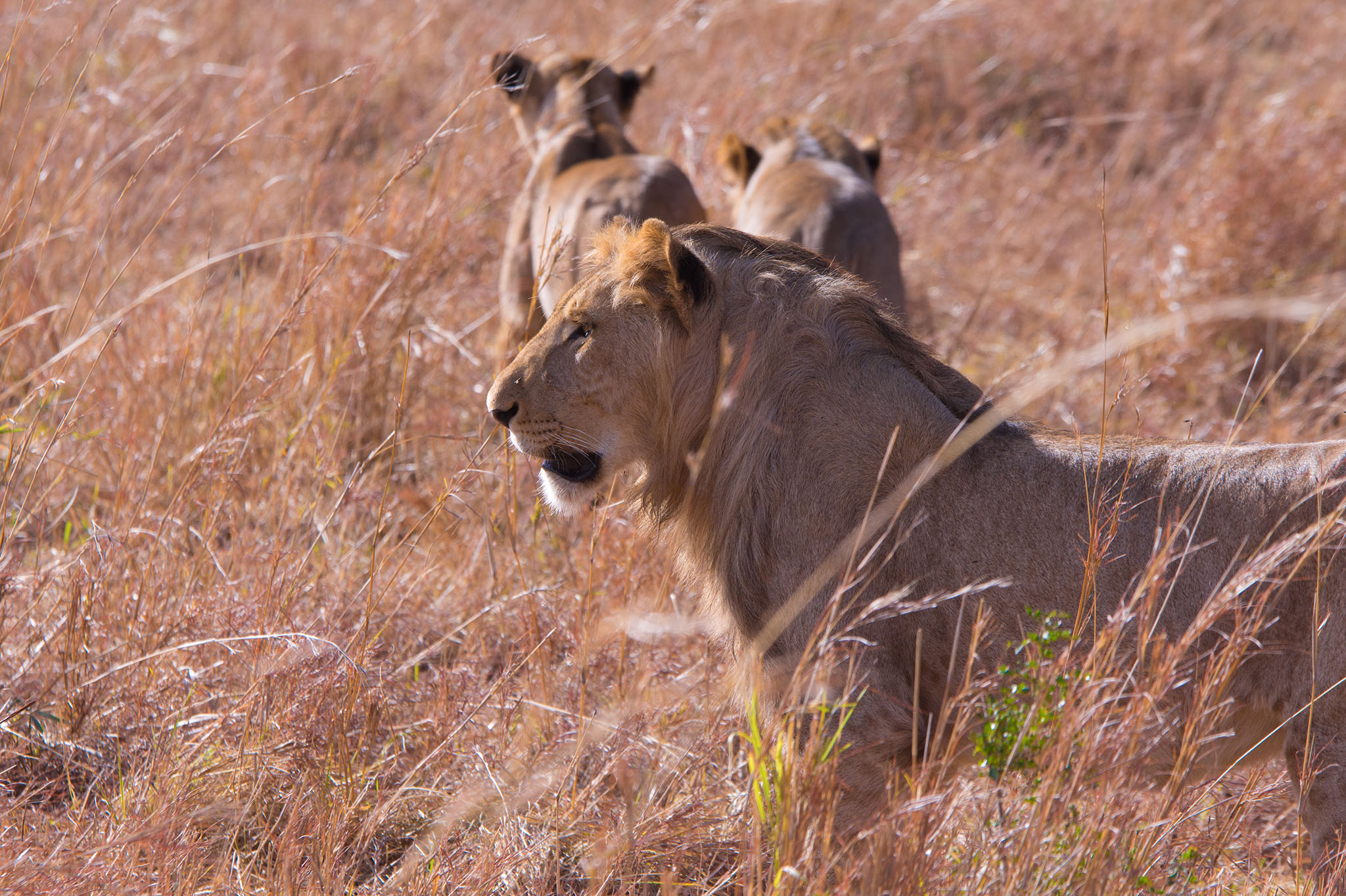 A lion pride in Kidepo Valley National Park