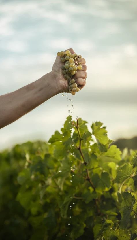 Main pressant une grappe de raisin au-dessus de la vigne