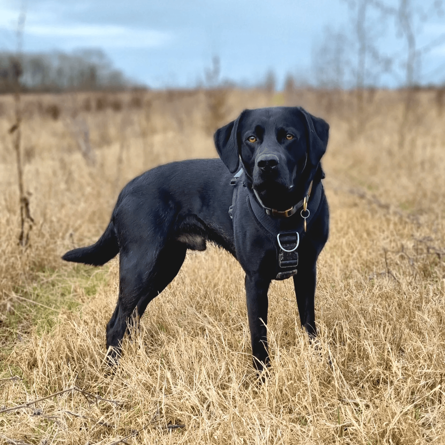 A black labrador in open fields looking at the camera intently