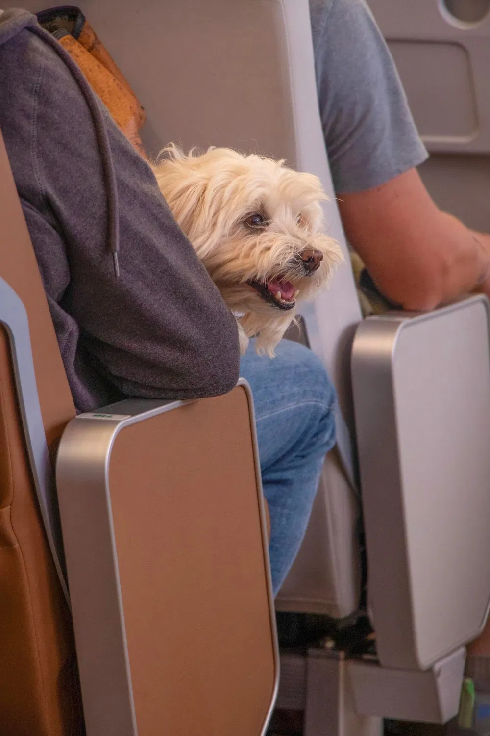 Dogs and cats receiving veterinary care in Benton, LA.