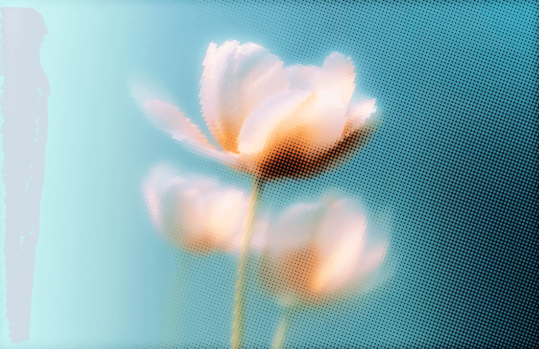 Soft-focus peach and coral flowers