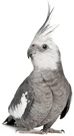 An image of a cockatiel.