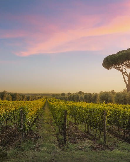 Виноградники Болгери, оливковые деревья Тоскана, Италия