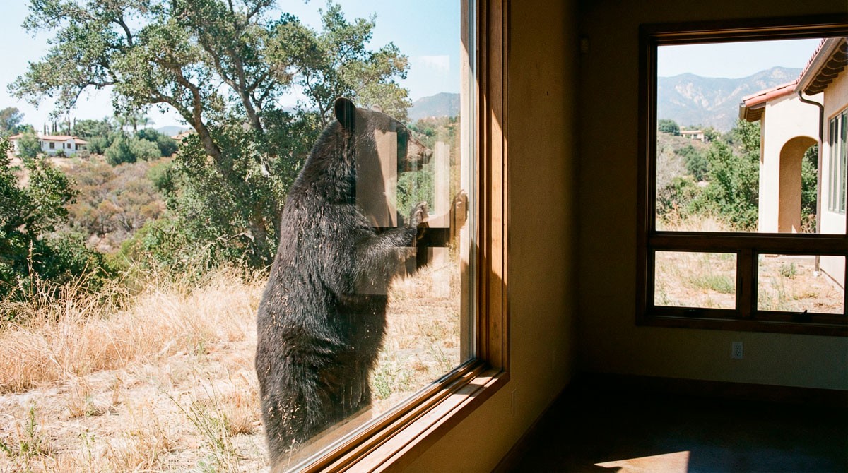 green and white leaf plant