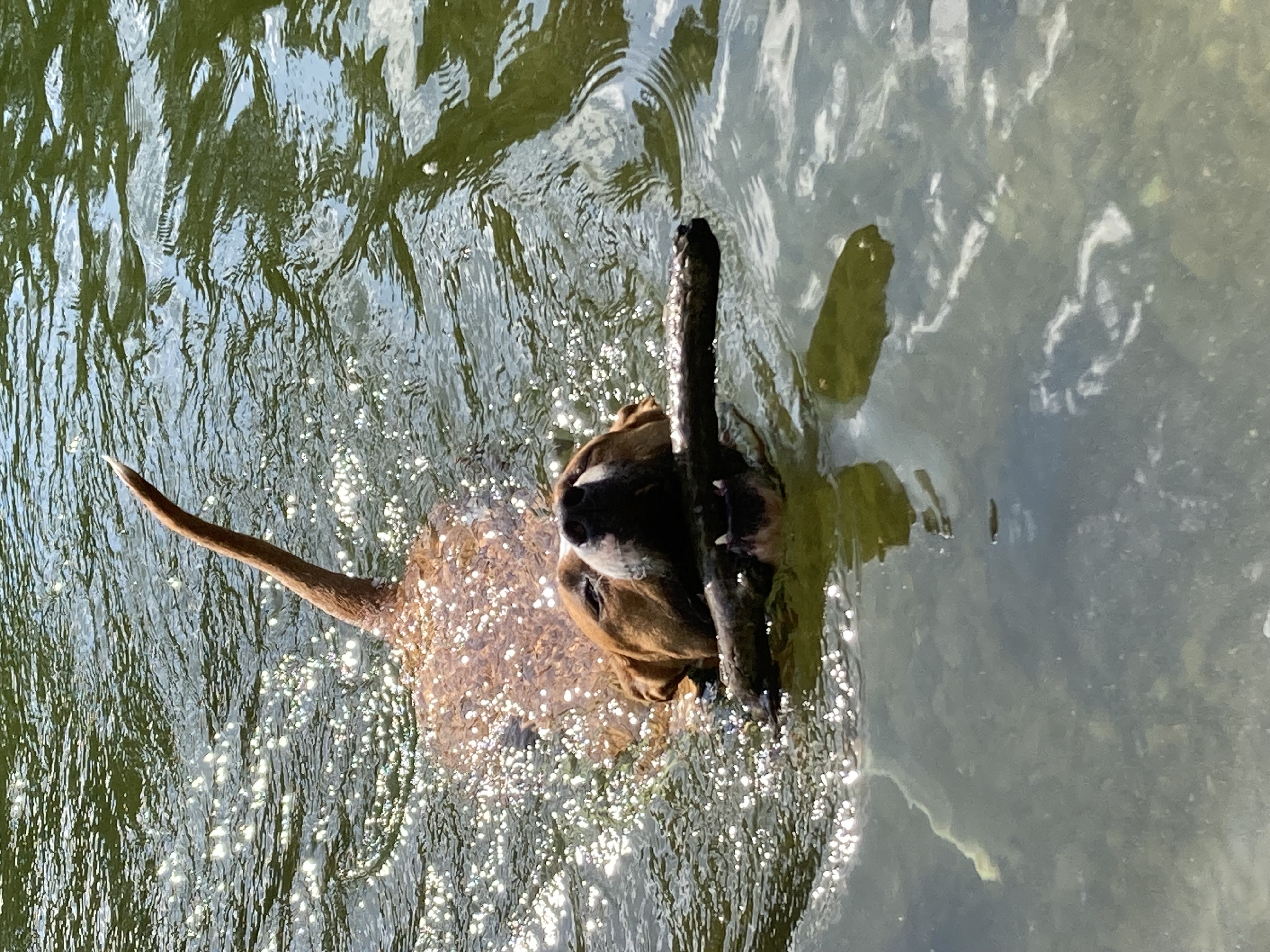 dog with mouth protector