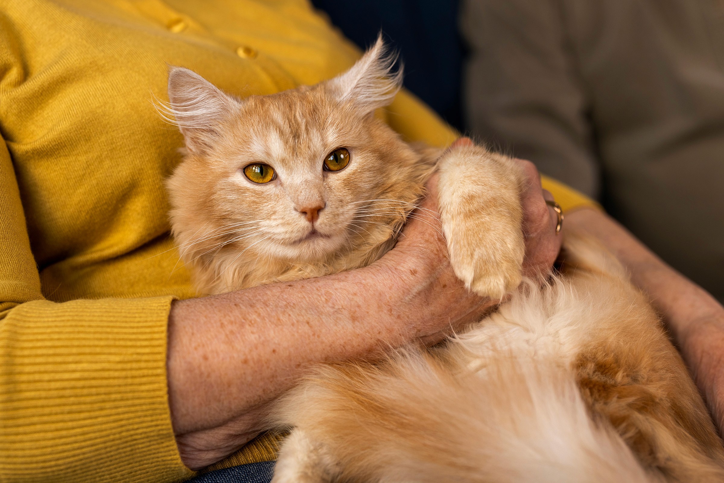 Fluffy orange cat resting comfortably in an elderly person's arms, looking directly at the camera