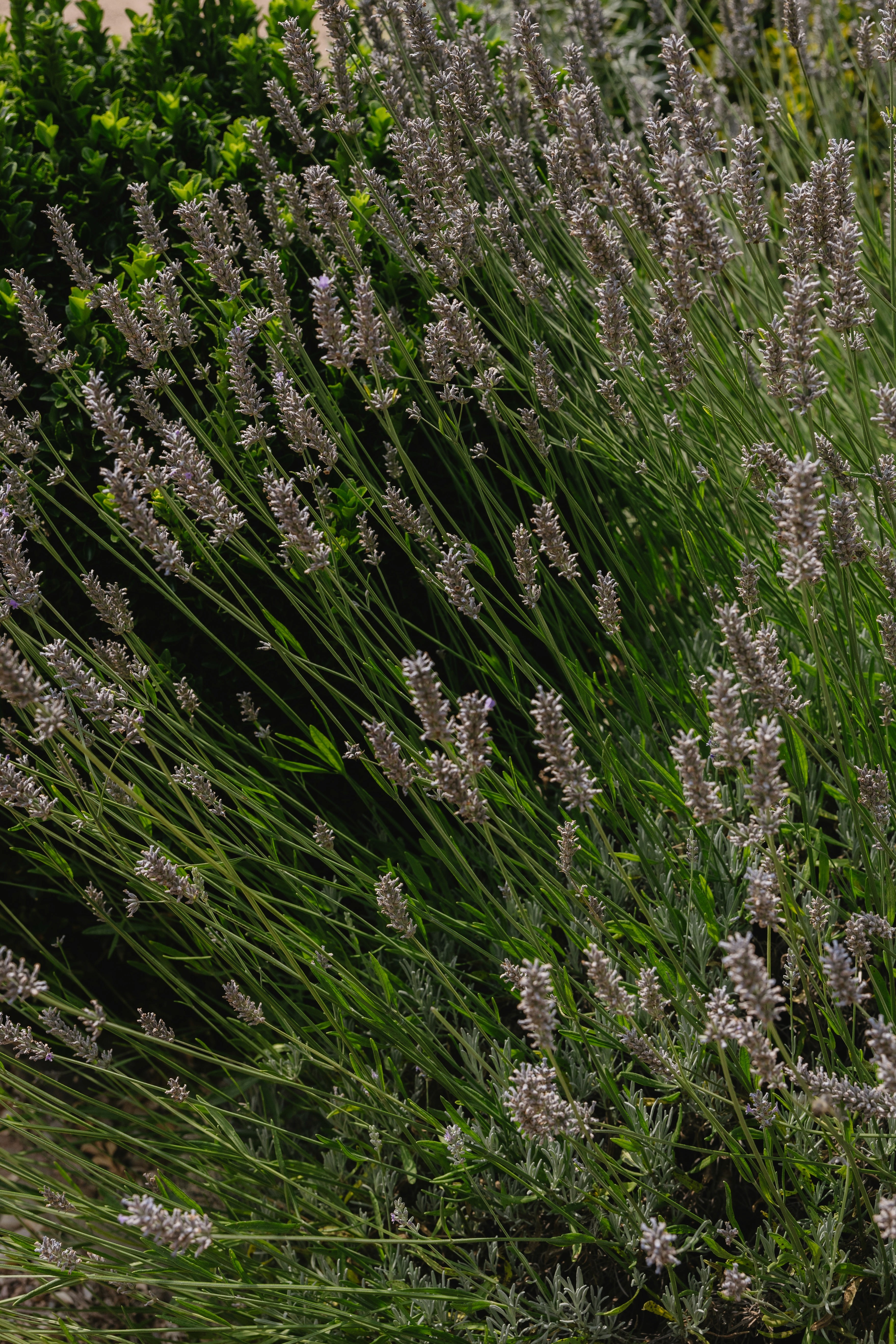 Close-up of lavender growing in summer light — textured, calm, atmospheric.
