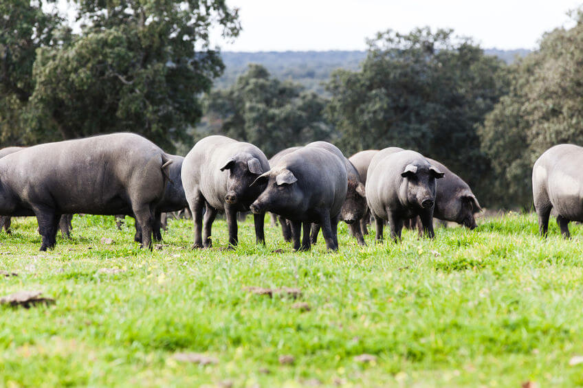 Enfermedad del ojo azul en cerdos