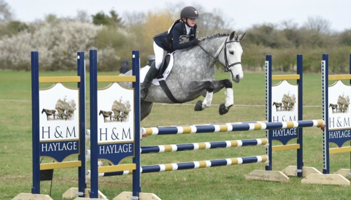 brown and white horse