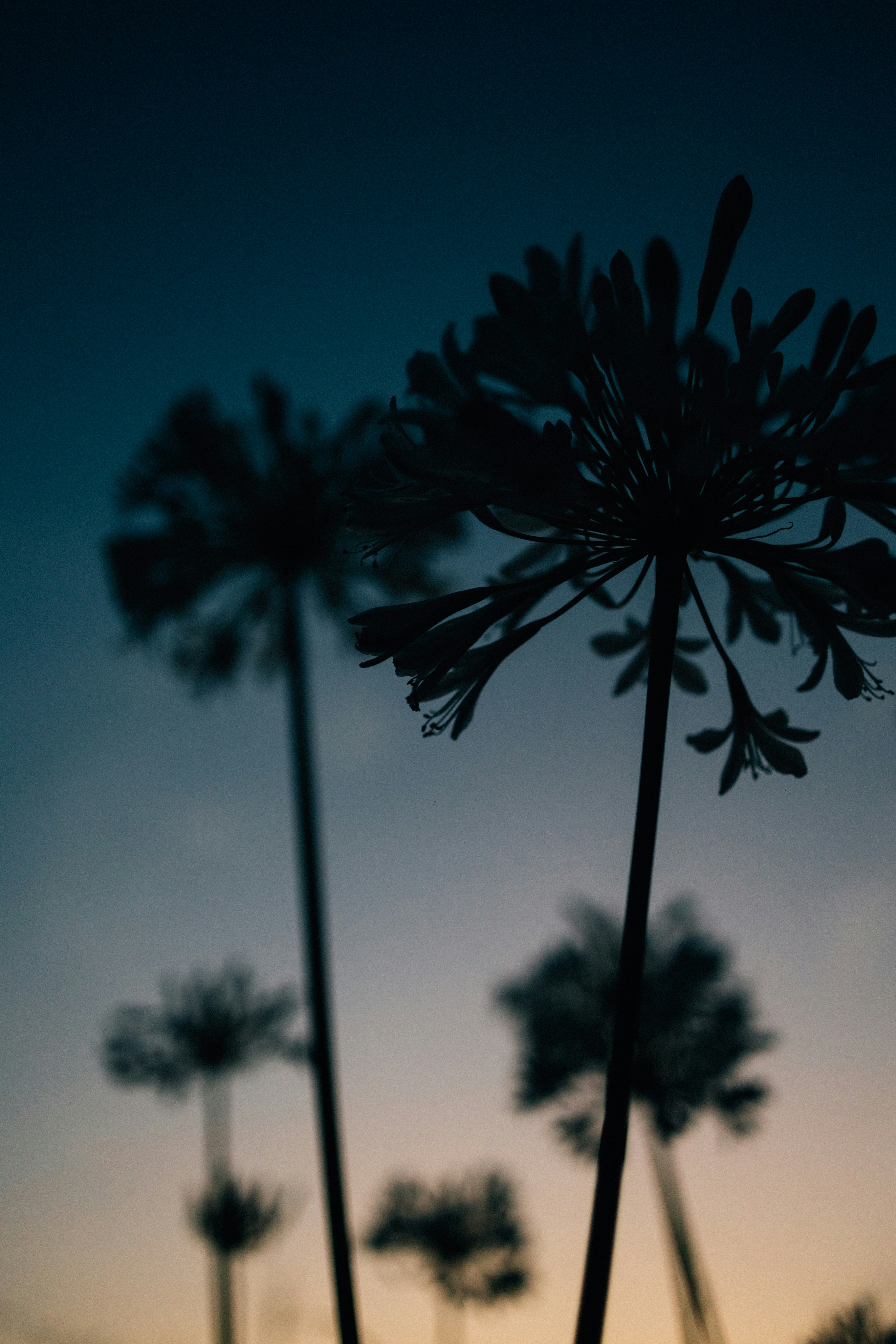 Silhouetted agapanthus flowers against a gradient sky.