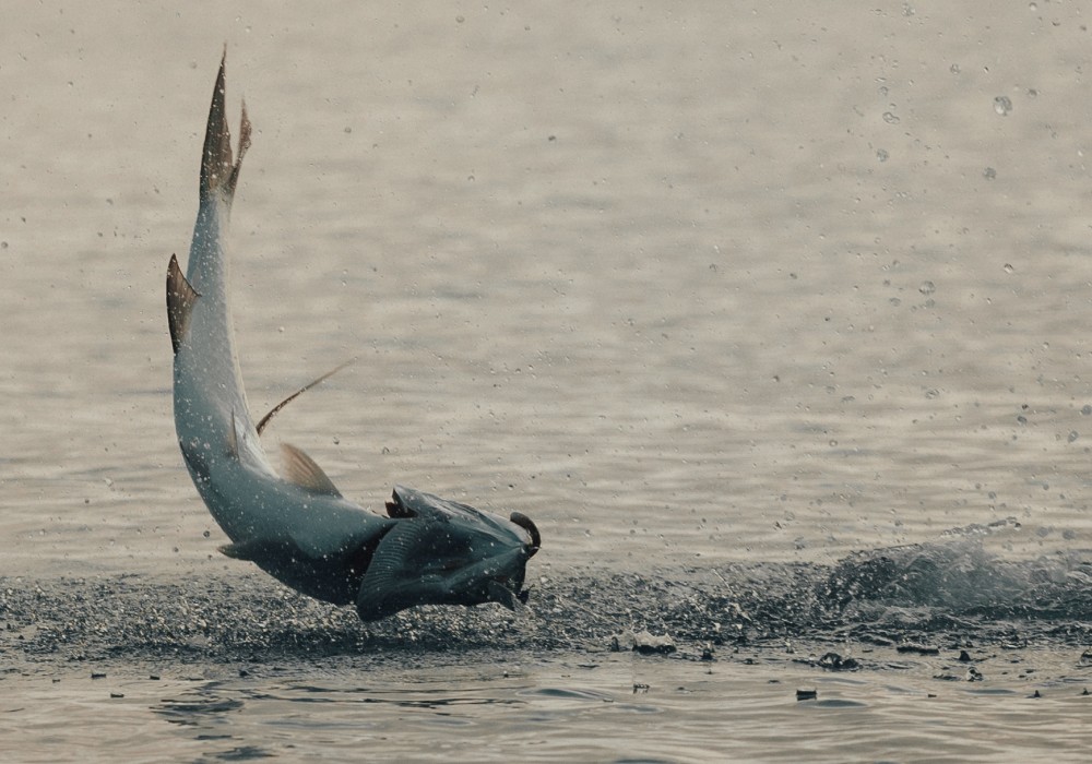 A tarpon jumping out of the water in dusk light