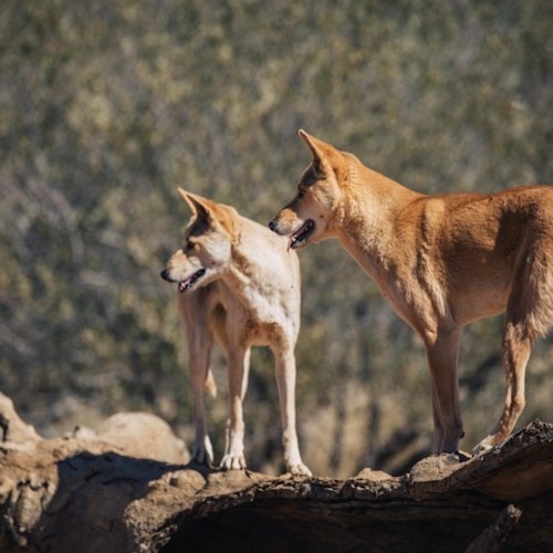 Alice Springs Desert Park