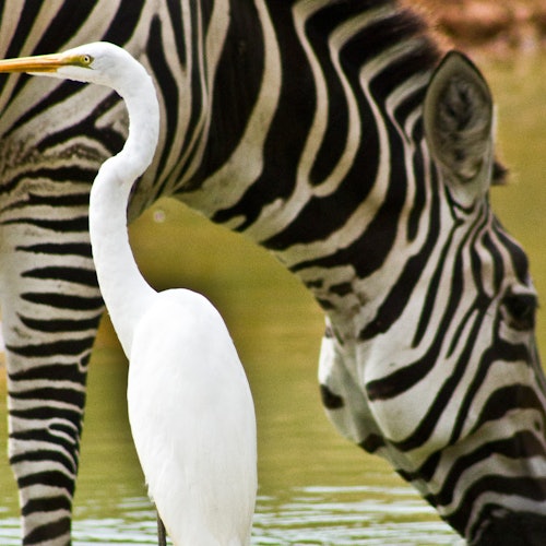 حيوانات جميلة