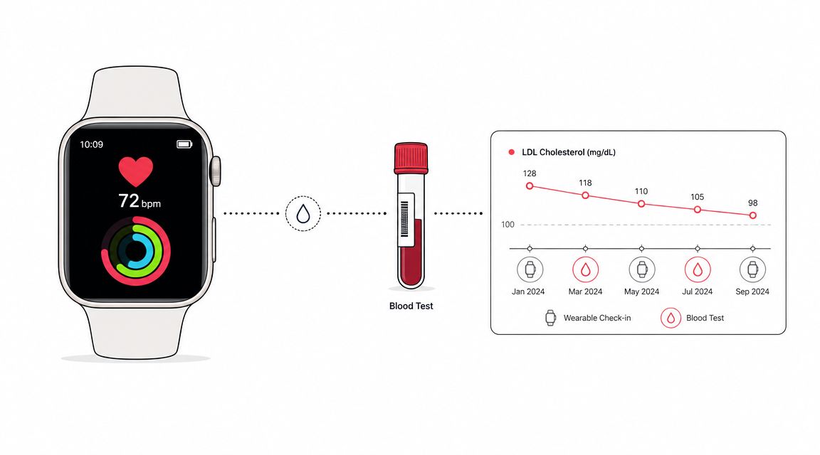 A digital illustration showing how wearable fitness trackers and blood tests monitor LDL cholesterol levels over time.