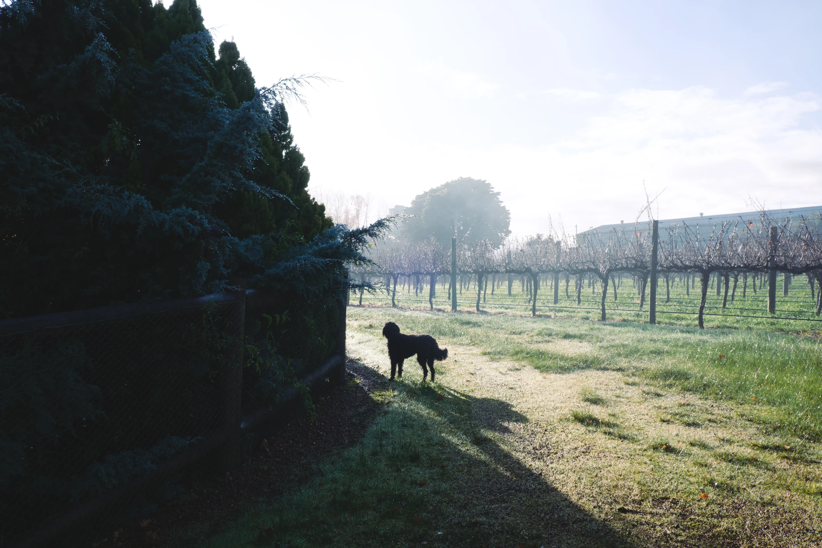 A dog on the sunlit farm path beside the vines at Below&Above