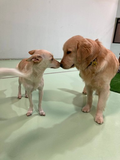 Happy pugs and a chihuahua flaunting clean coats after premium pet grooming Dubai care.