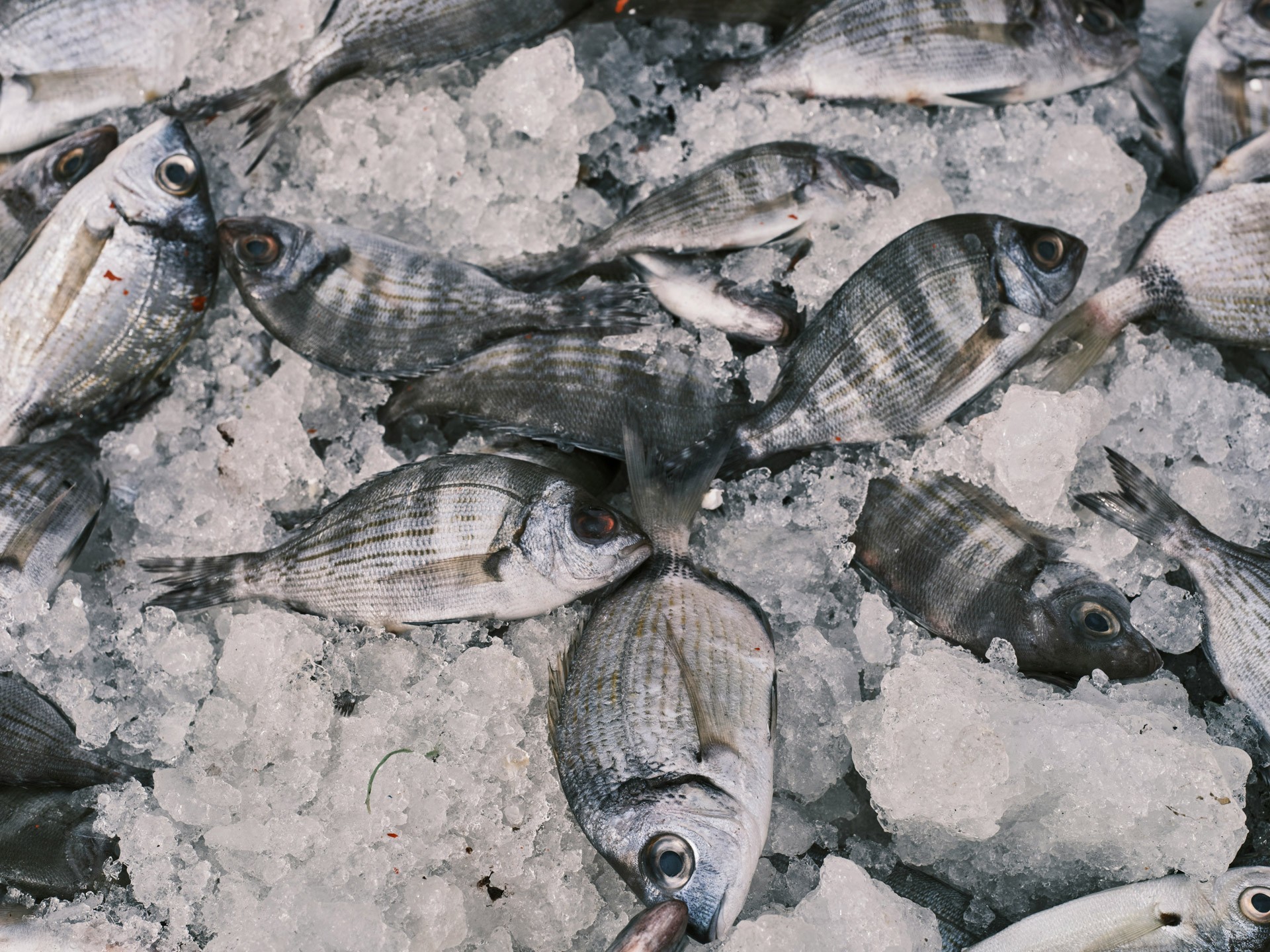 Poissons dans un rayon supermarchés