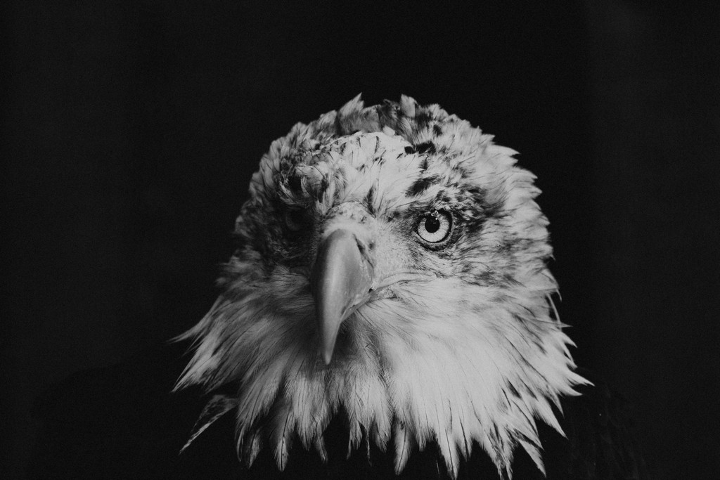 black white portrait mode photo showing the head of an eagle.