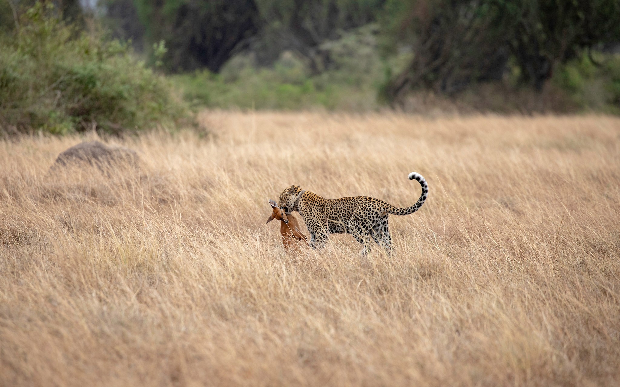 Breakfast Secured - A Leopard Walks Away with Its Uganda Kob Kill