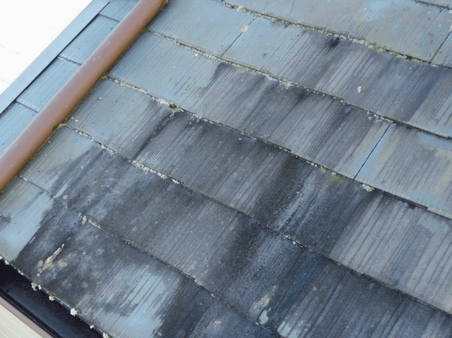 経年劣化によるカビ、コケの発生