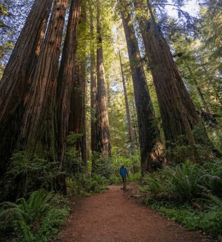 A person with curly hair sits at a desk, working on a laptop in a cozy, well-lit environment.