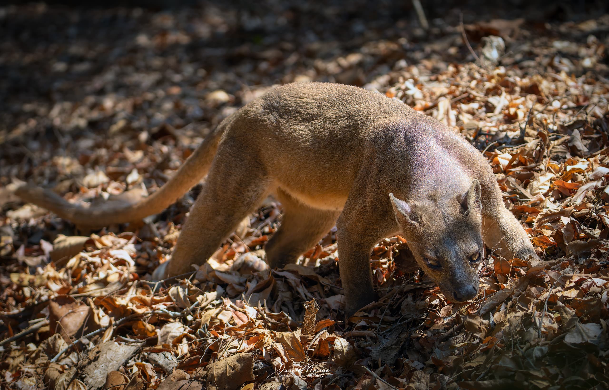 Fosa en Madagascar