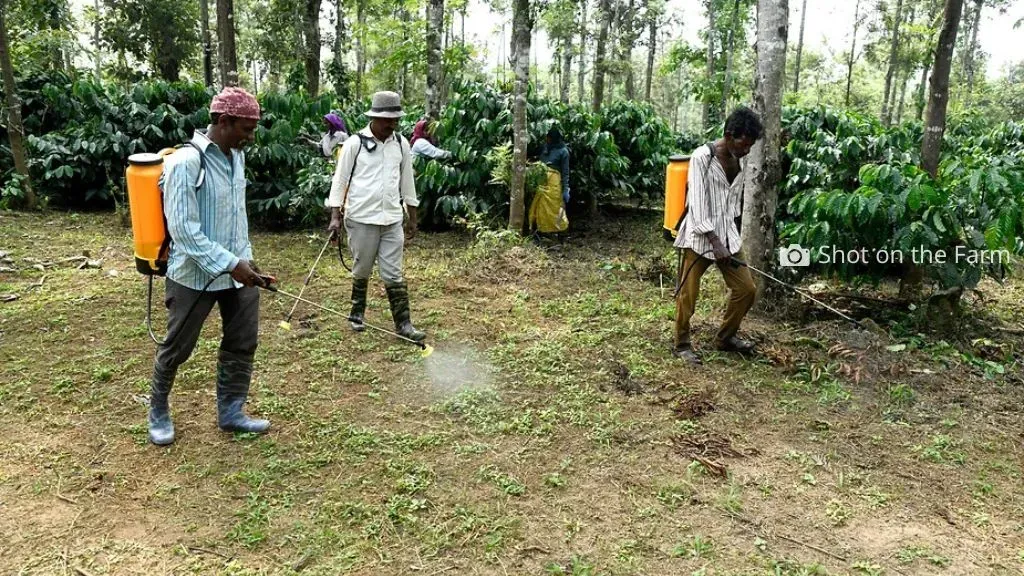 Workers Spraying Pesticides in Swasya Coffee Plantation (2).webp