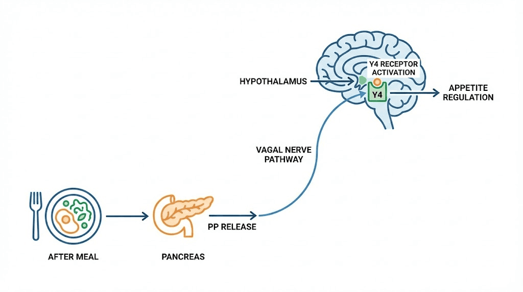 Pancreatic polypeptide satiety signaling pathway diagram