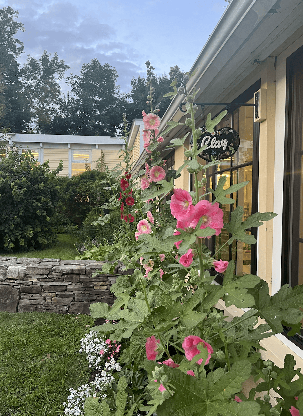 Hollyhocks in courtyard