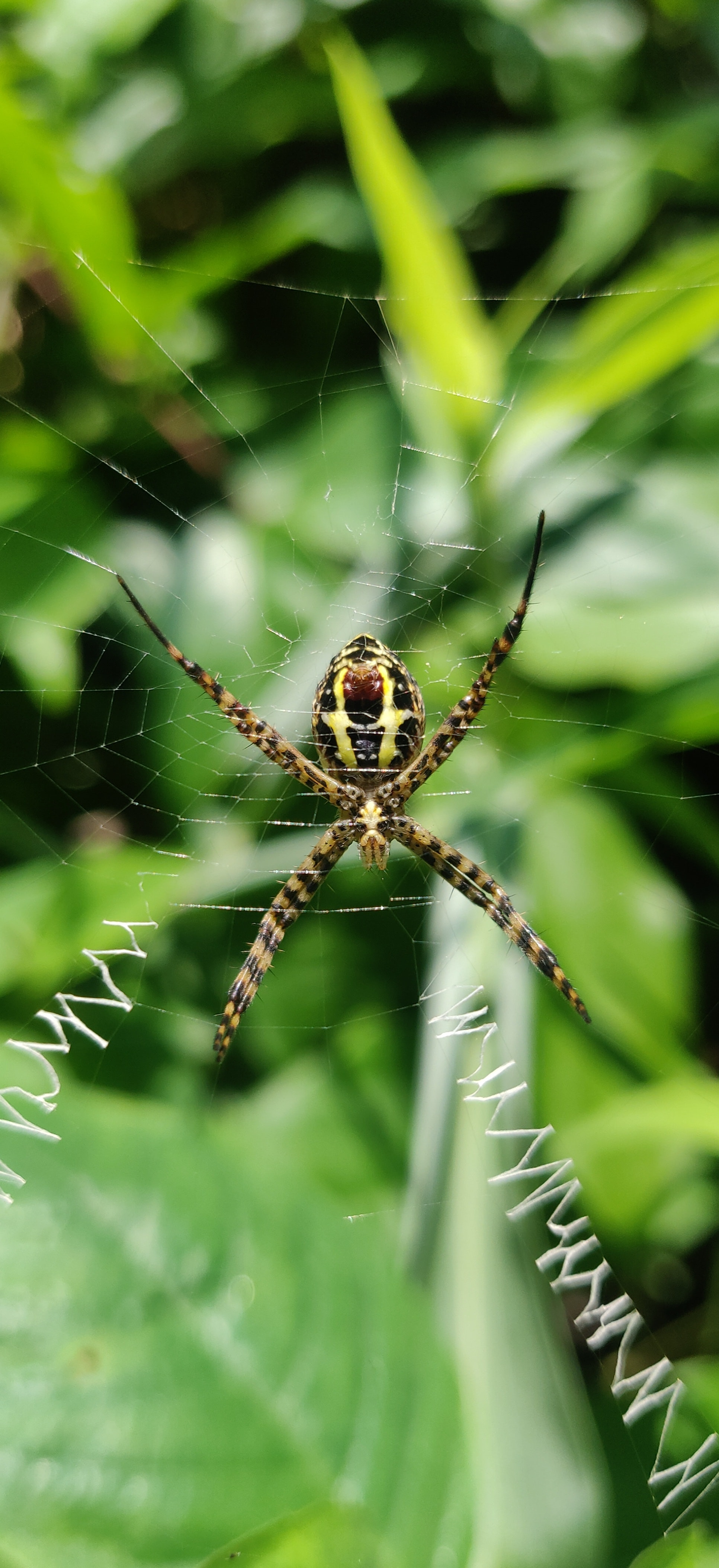 A spider resting on its web