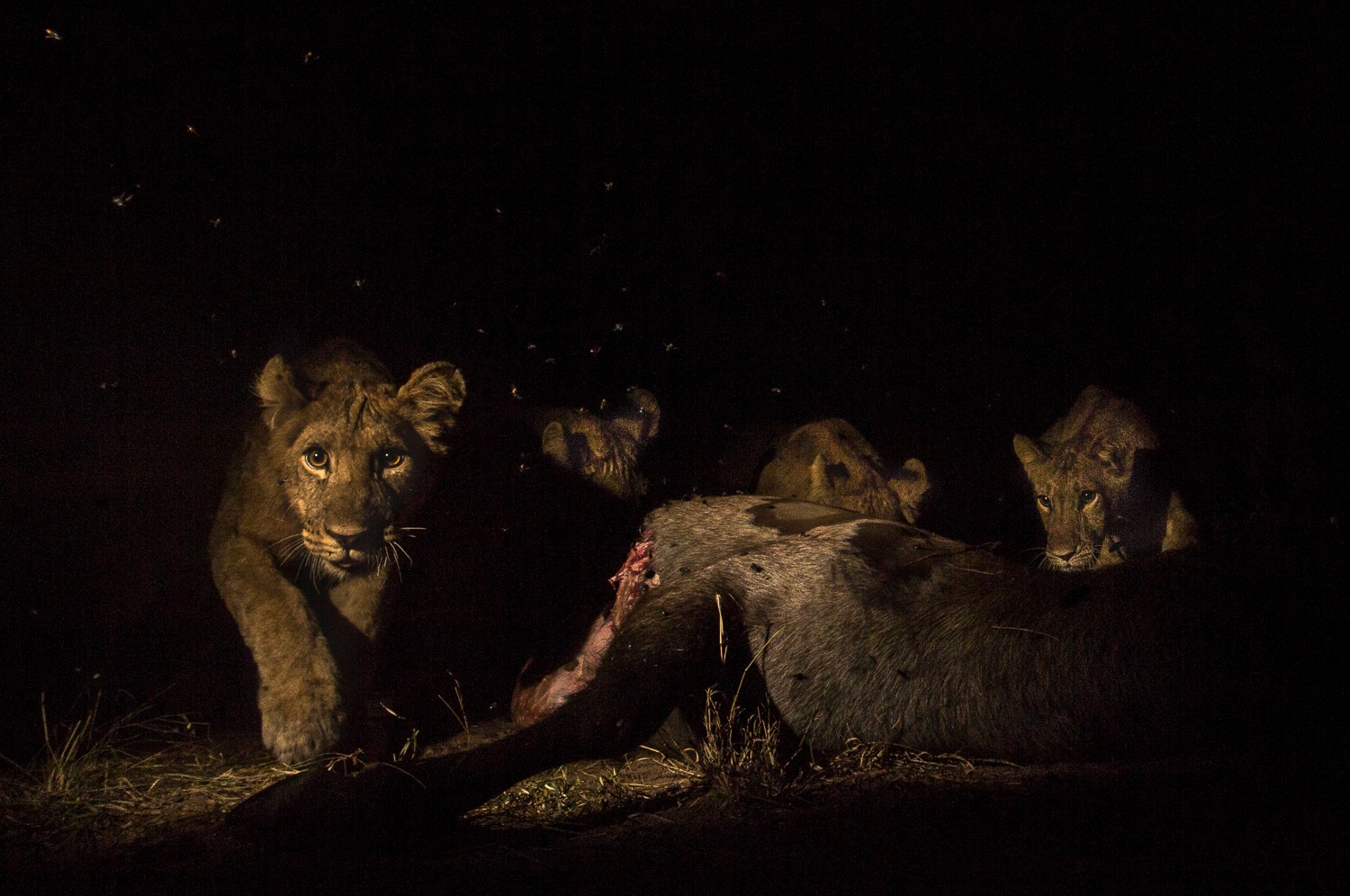 Cubs joined the dinner too