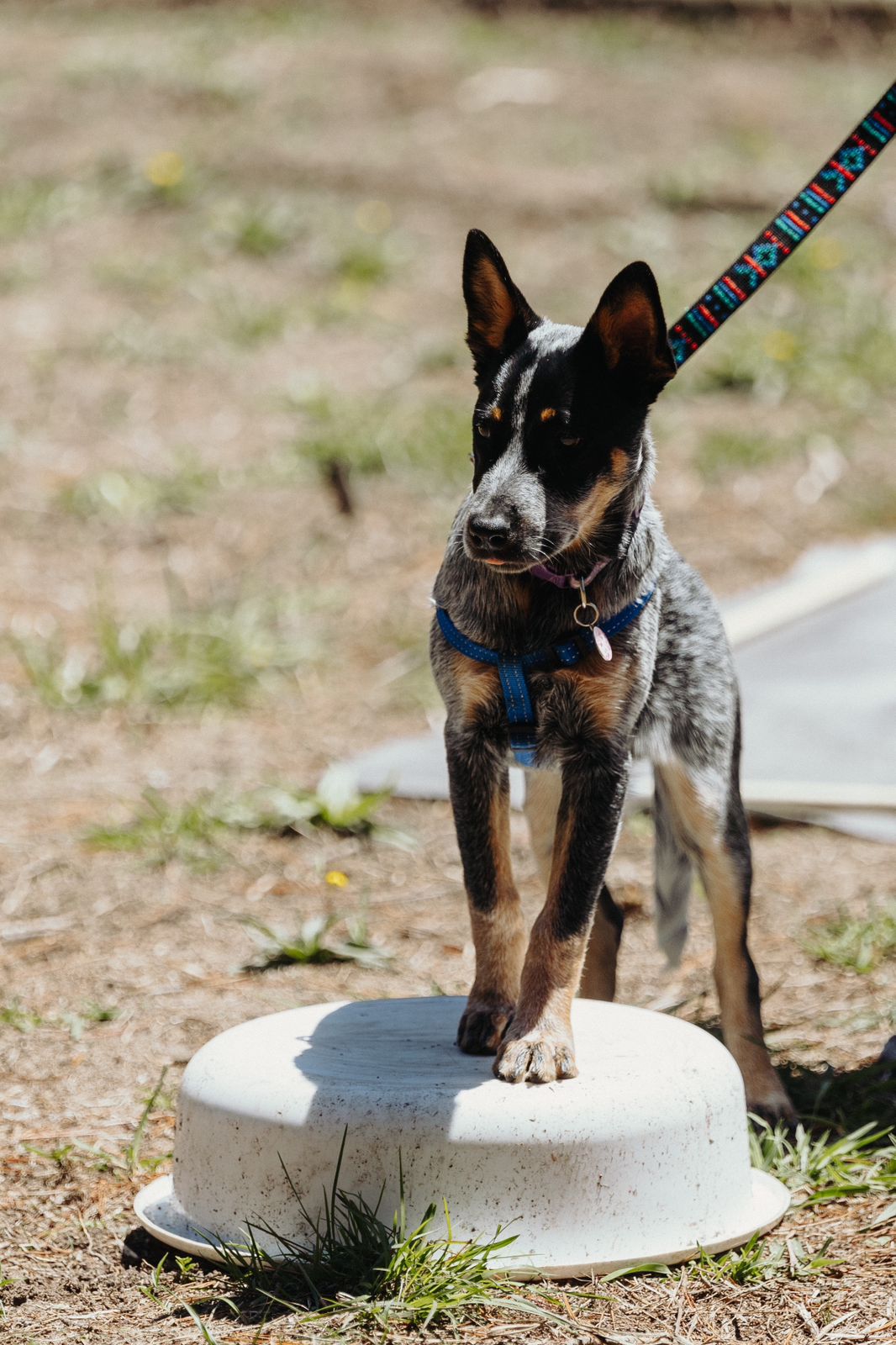 black and brown working cattle dog with feet up on a white block facing to the camera straight forward