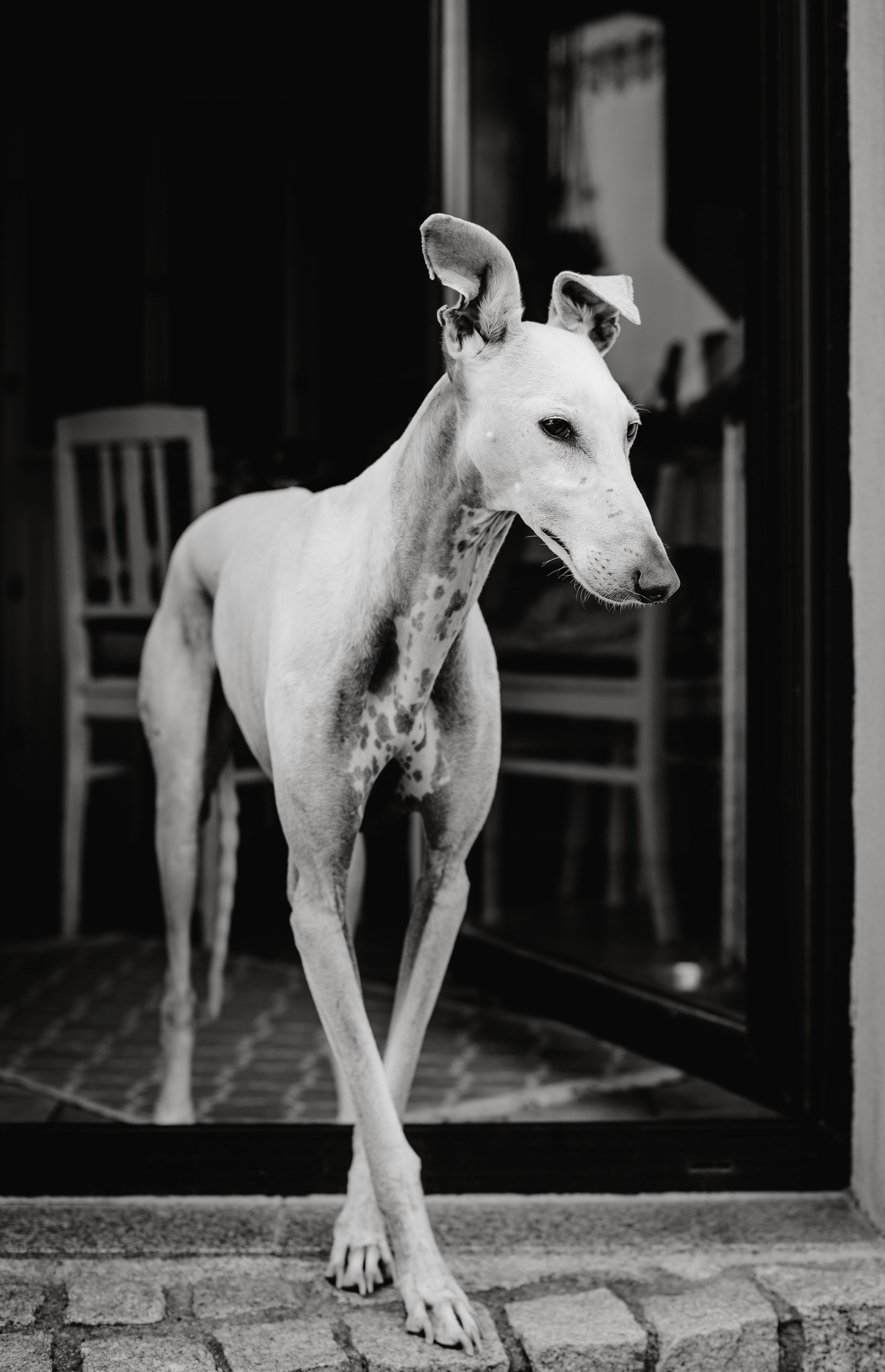 Windhund steht mit gekreuzten Vorderbeinen in einem Türrahmen