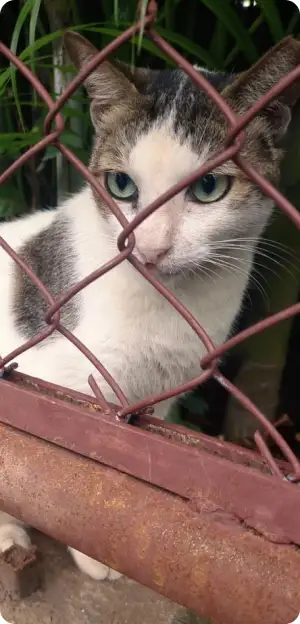 Artistic close-up pet portrait of a cat gazing through a chain-link fence with focus on eye detail.
