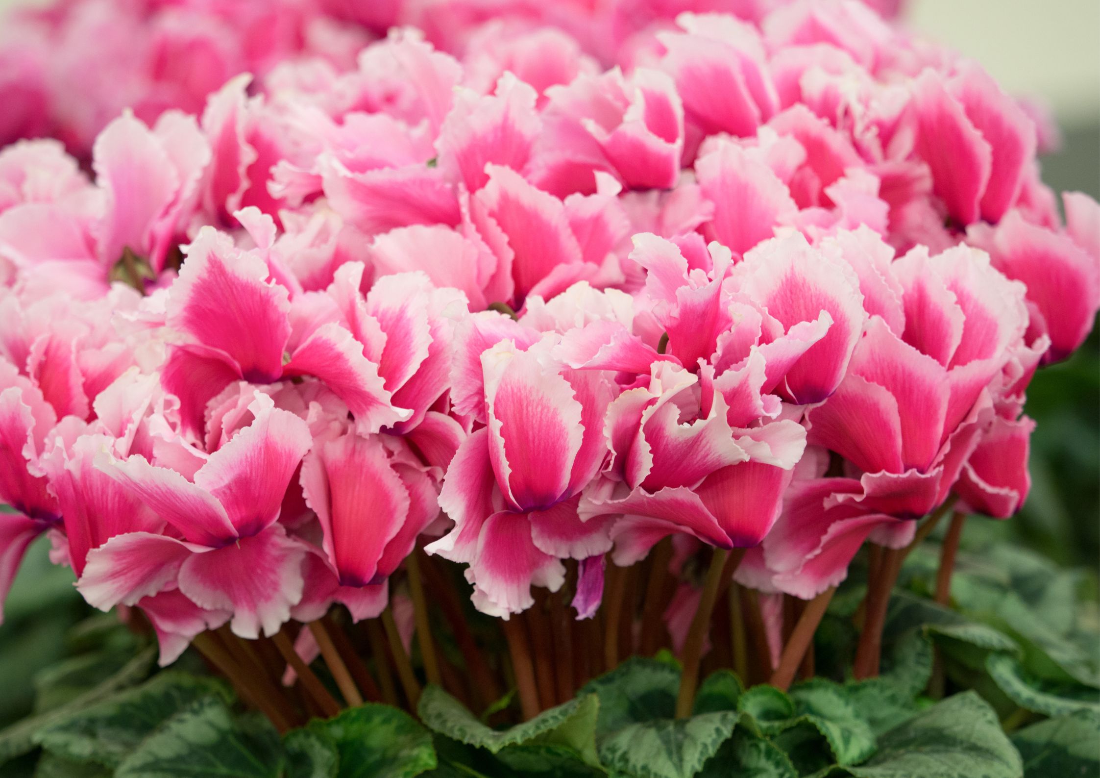 Cyclamen in bloom with a variety of vibrant colours
