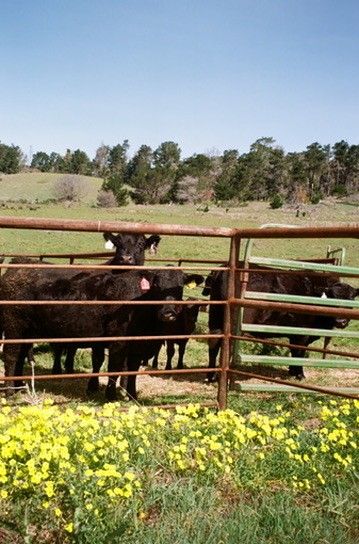 Cow behind a wooden fence on a green rural farm