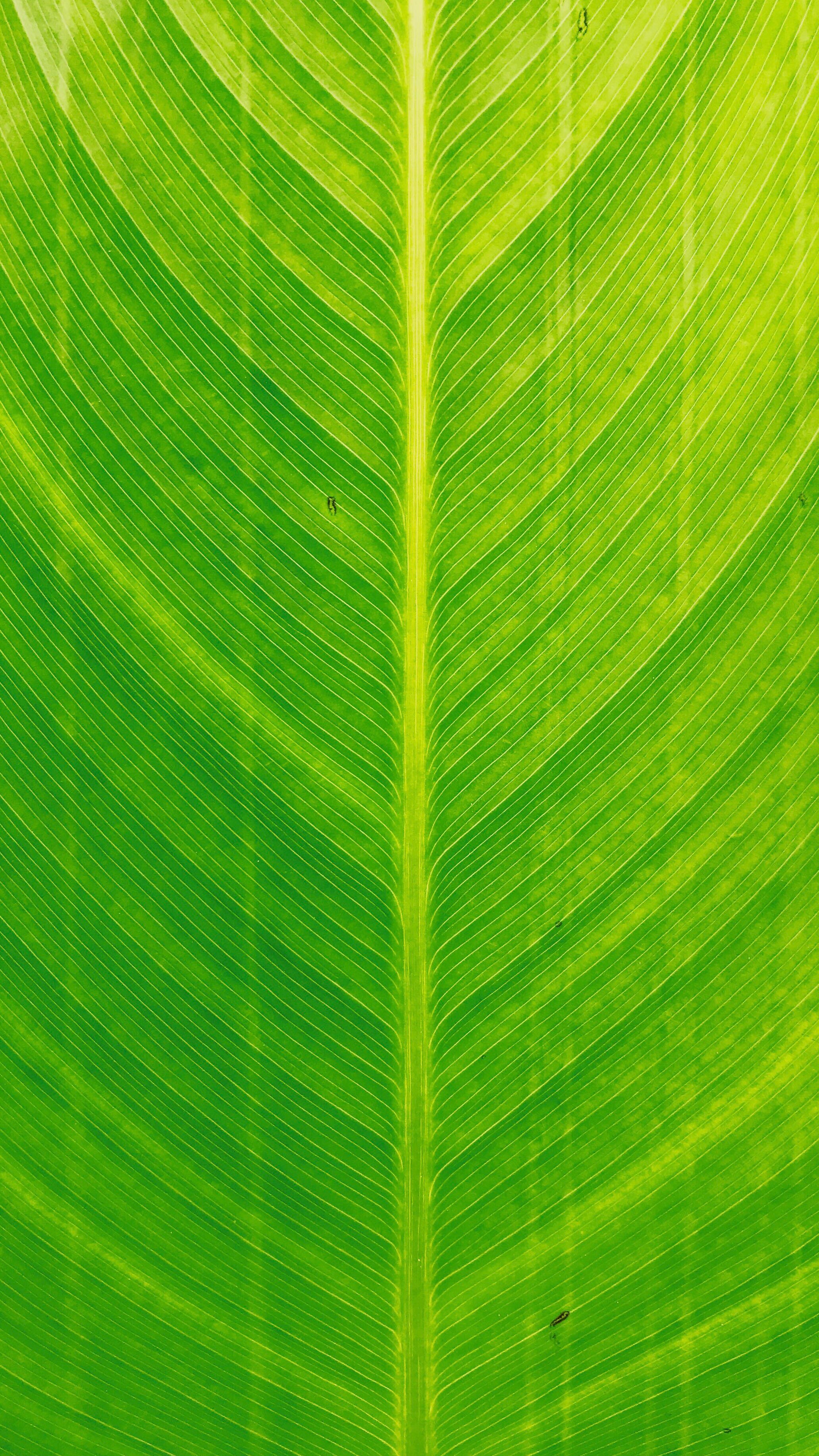 Close-up of evergreen foliage, showcasing vibrant green needles densely packed together.