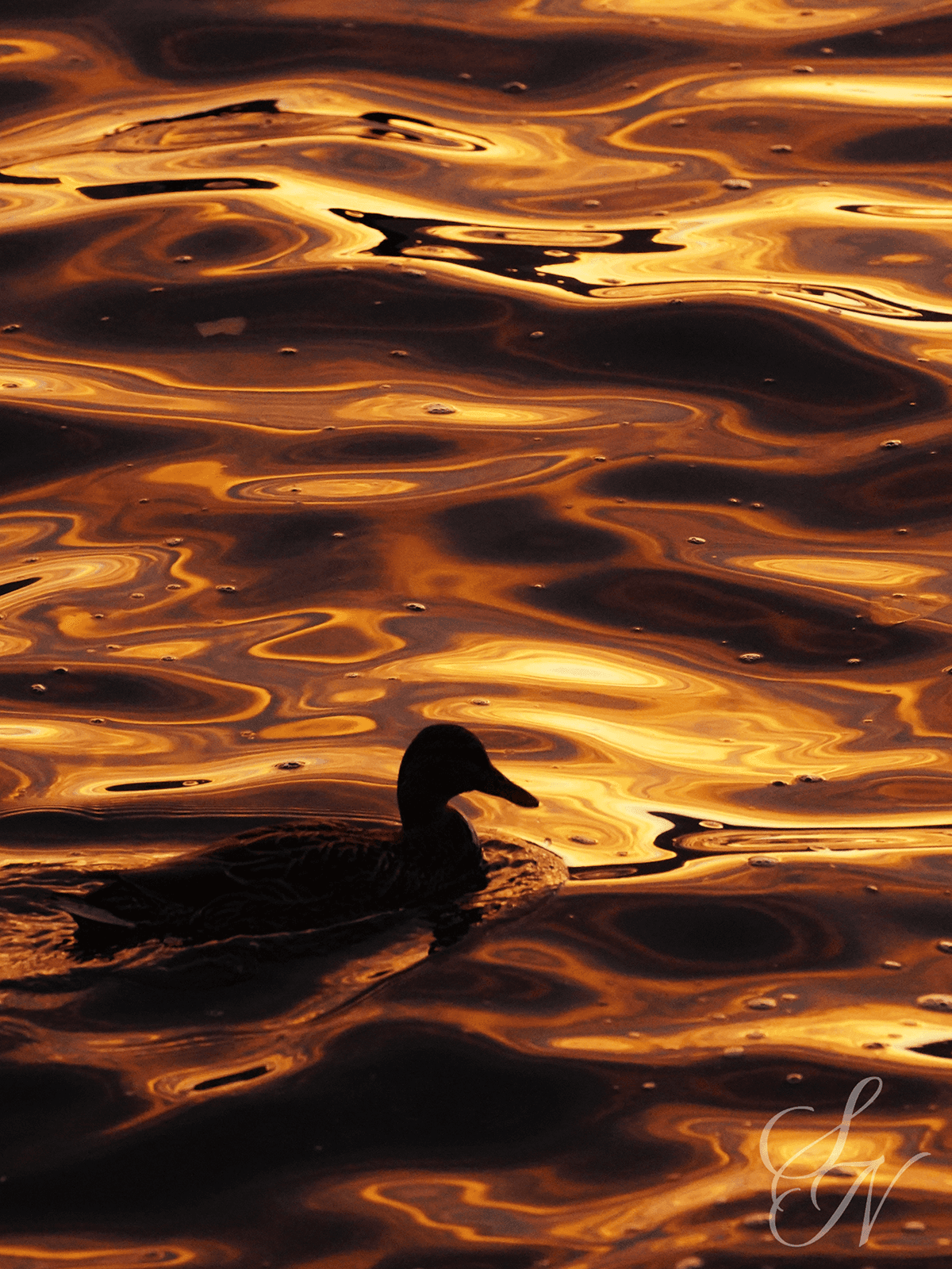 A duck swimming in Lake Zurich during sunset.