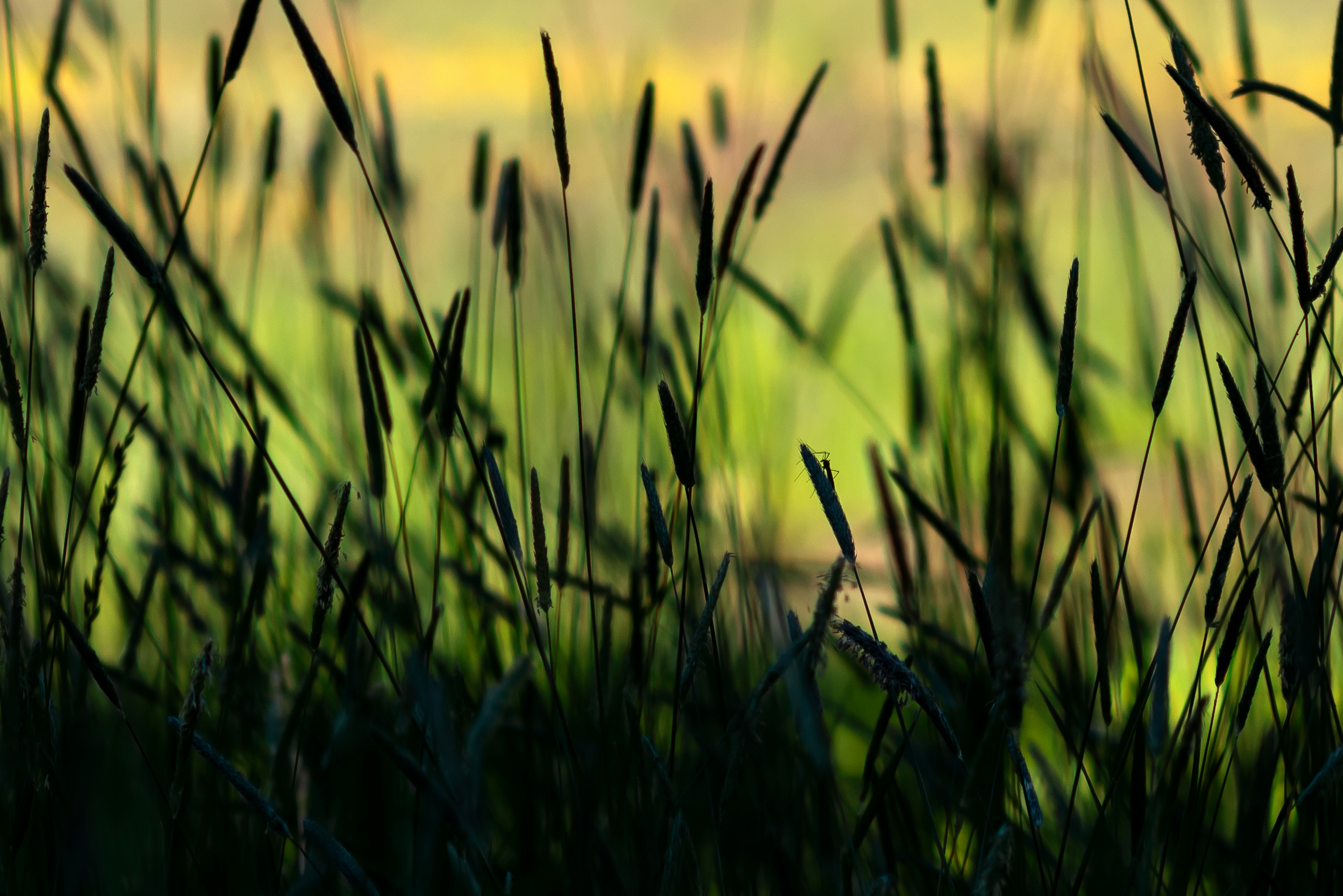 a field of wheat
