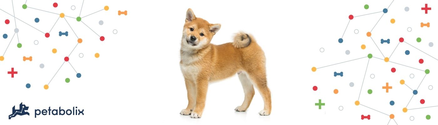 Shiba Inu image