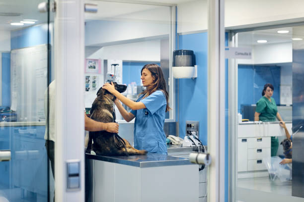 A veterinarian in a vet clinic facility providing urgent care to a dog patient