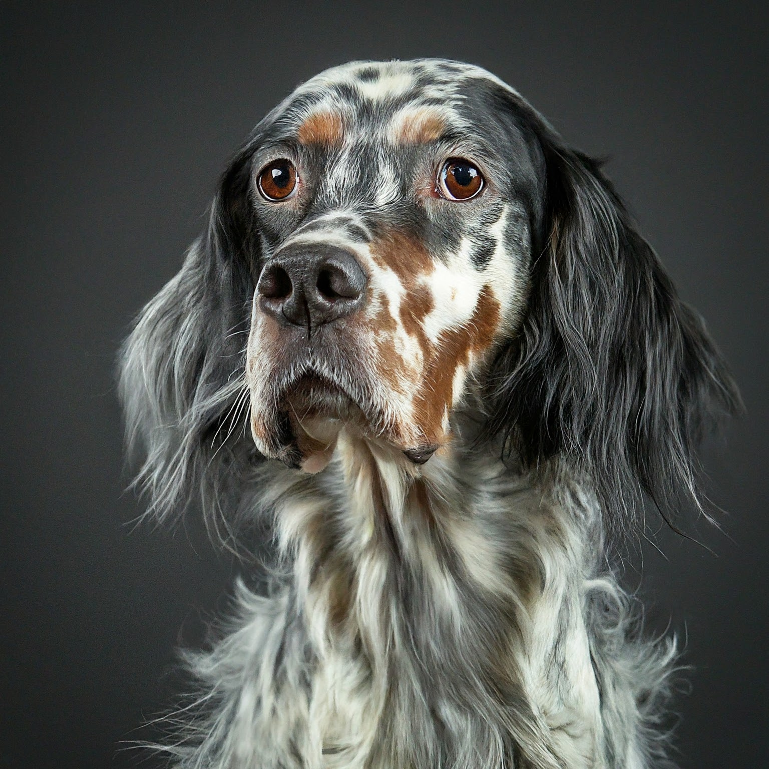 BUDDYUNO, English Setter