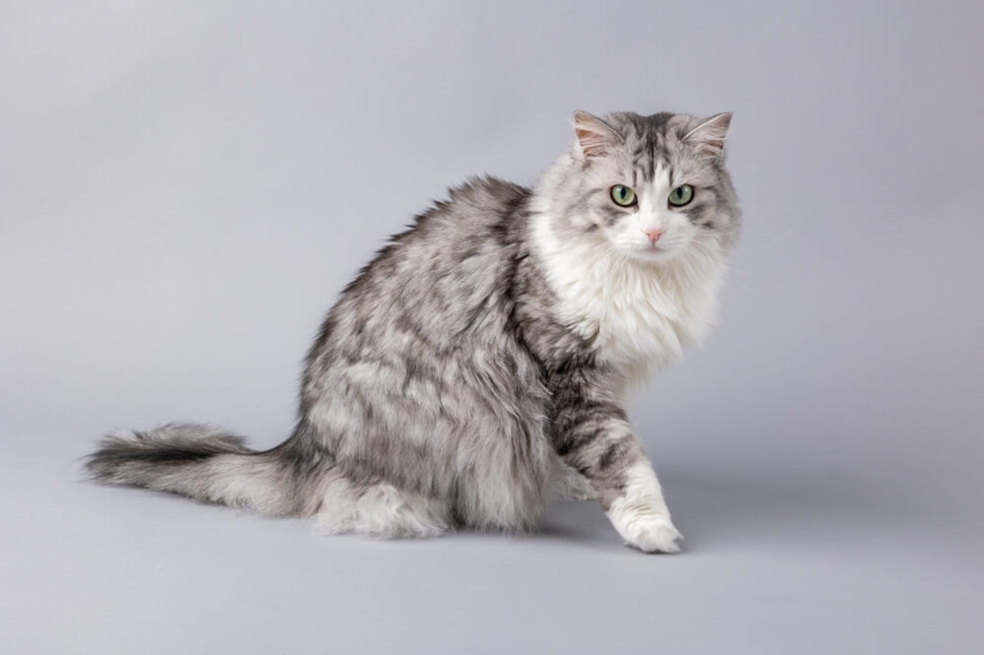 Fluffy fierce feline with gray background highlighted in natural light, captured in cute cat photos by Mahvin Photography.