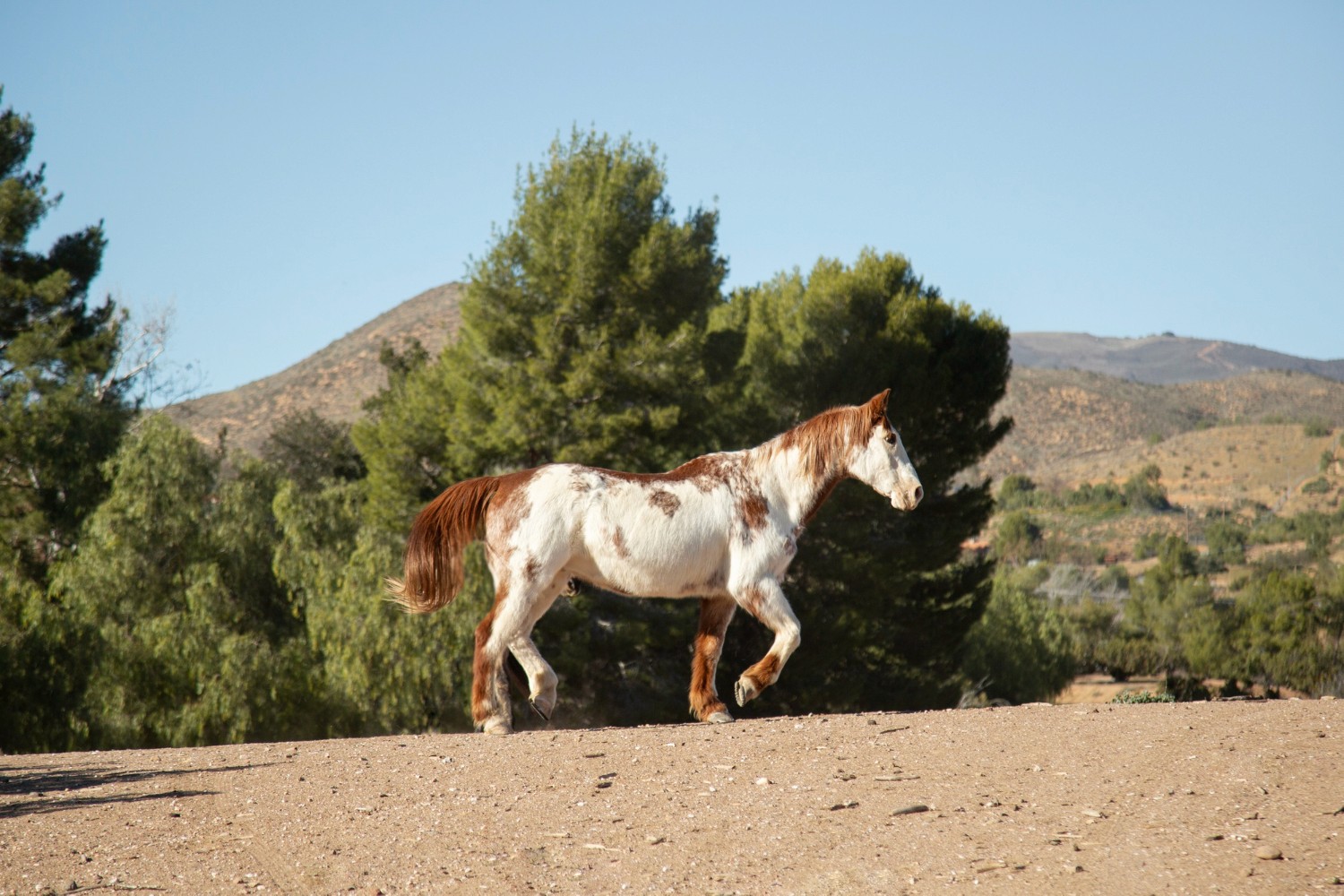 Horses Image