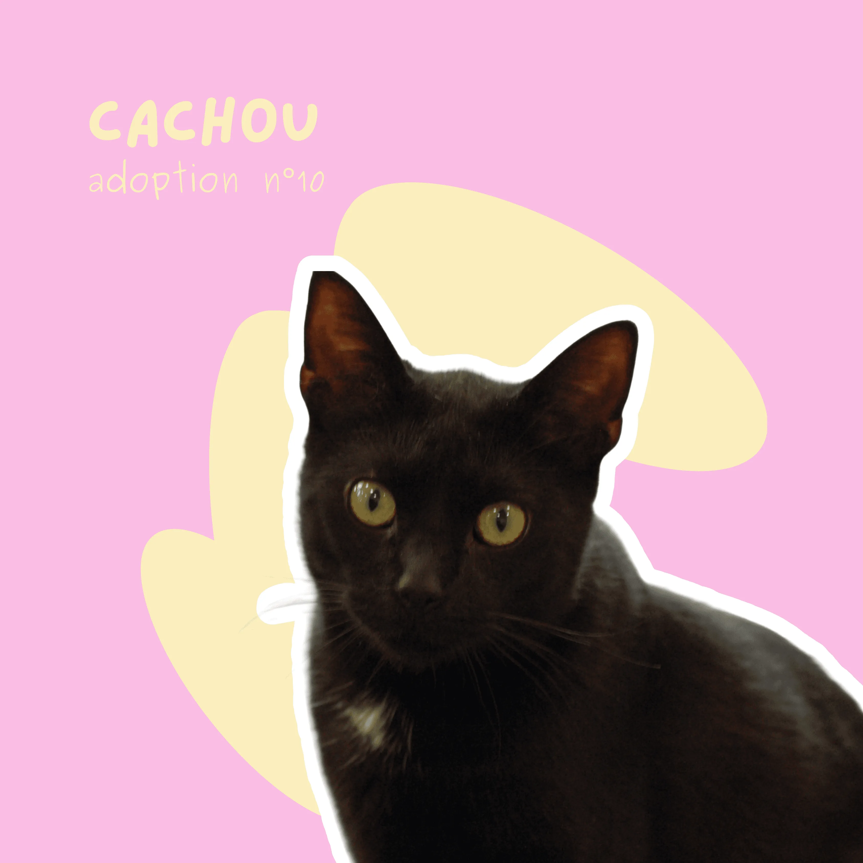 chat-cachou